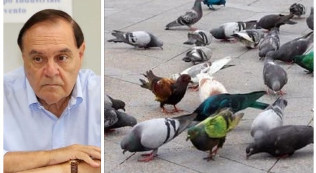 Il sindaco Mastella scatena la guerra ai piccioni: «Vietato dar loro da mangiare»