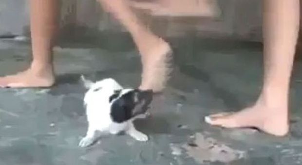 Ragazzine prendono a calci un cagnolino nelle Filippine