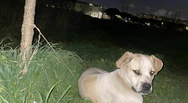 Roma, cane abbandonato e legato a un albero con una corda (stretta): salvato da una passante e dalla polizia locale