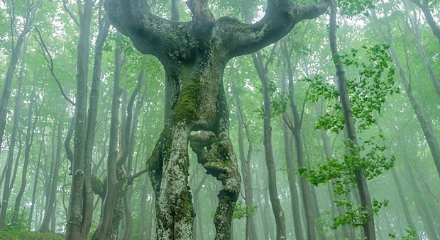 Bulgaria, i rami al posto delle braccia: l'albero a forma di uomo in una foresta dei Balcani