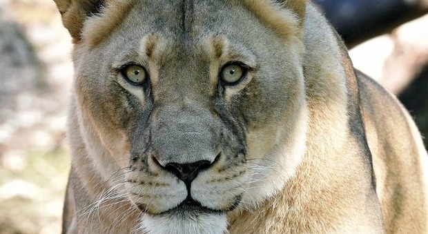 Una leonessa viene sacrificata a seguito di una caduta pochi giorni dopo la morte del suo compagno