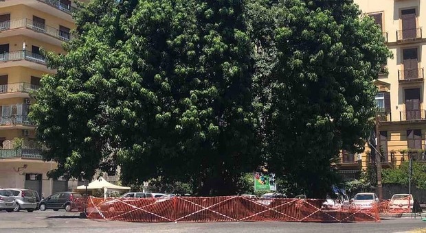 Napoli, il primo “albero monumentale” nel Vomero senza più verde