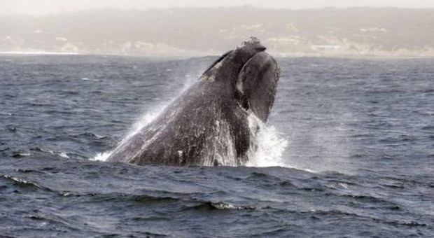 «Duemila balene uccise nei prossimi 5 anni“: la decisione del Governo, ira ambientalisti