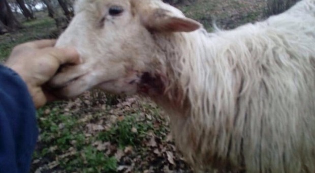 Allarme in provincia di Salerno: branco di lupi fa strage di pecore