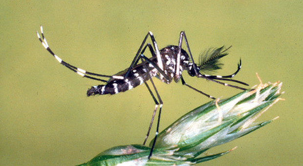 Arriva la zanzara killer, i trucchi per difendersi dalle malattie Le risposte alle vostre domande