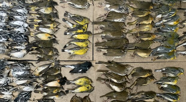 Alcuni uccellini migratori morti schiantati a New York. (Immag e video diffusi su Twitter da Melissa Breyer)