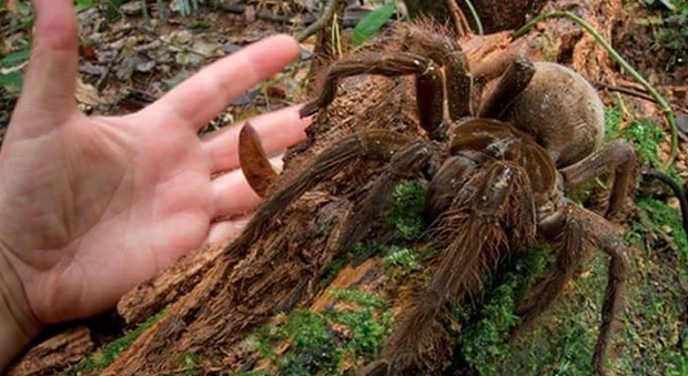Il ragno gigante trovato nel bosco di Cerano