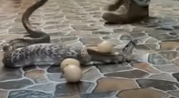 Cobra rigurgita sette uova di gallina dopo essere stato intrappolato in una casa in India - VIDEO
