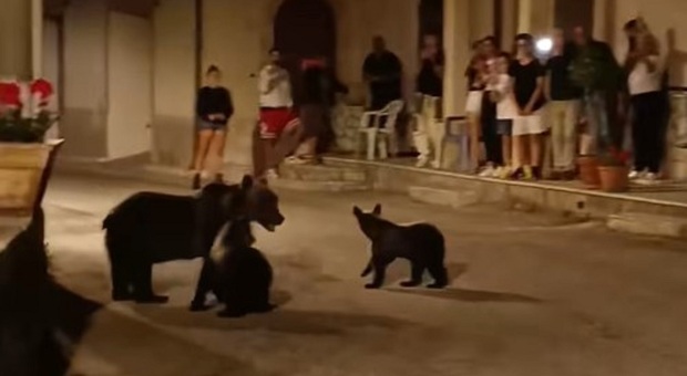 L'orsa amarena coni cuccioli