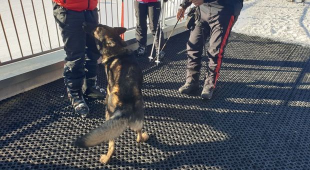 I controlli antidroga con il cane Cyr oggi 6 gennaio in Val Biois
