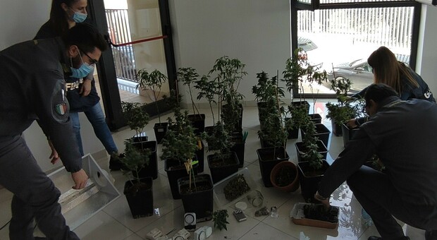 Una serra per coltivare piante di marijuana in soffitta, arrestata dalla Finanza