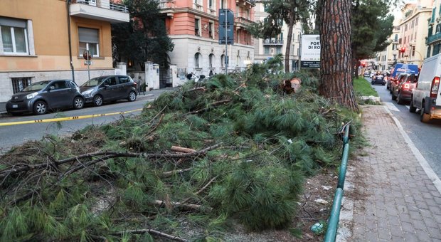 Corso Trieste, via tutti i pini: «Malati e a rischio crollo»
