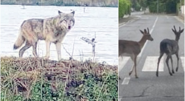 Daini morti a Fregene, è caccia al "super" lupo: trovate delle impronte particolari