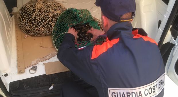 Pesaro, fanno il pieno di cozze davanti al lungomare: multati due subacquei