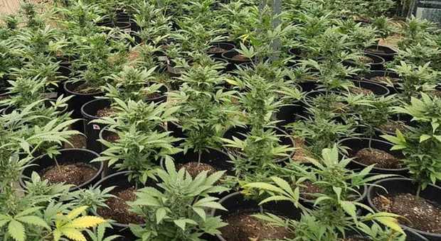 Una maxi piantagione di marijuana arrestato il proprietario del fondo