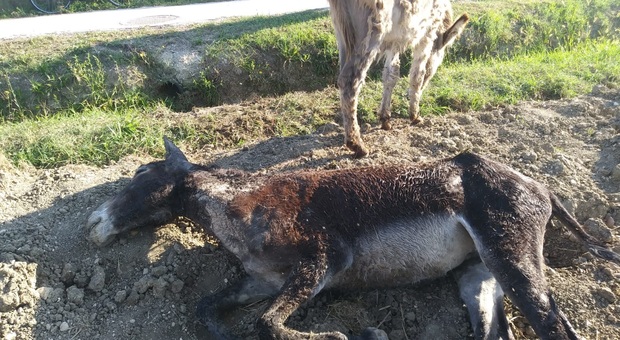 Senigallia, mamma asina cade nel fosso e muore mentre il suo cucciolo la veglia