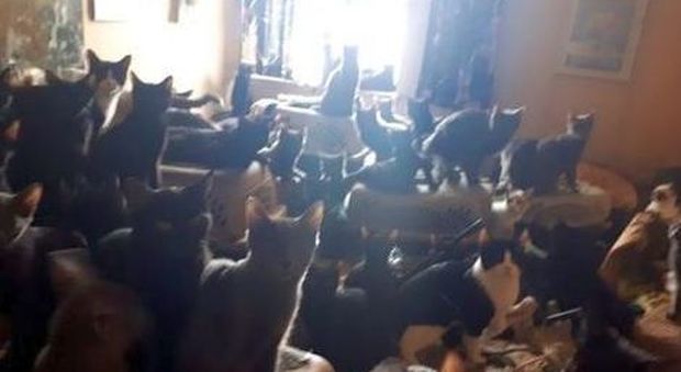 Trecento gatti trovati in un appartamento e salvati dai volontari