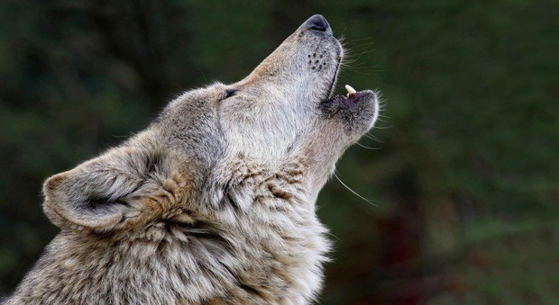 Arrivano i cani anti-lupi: la Regione consegna quattro coppie di maremmano-abruzzesi