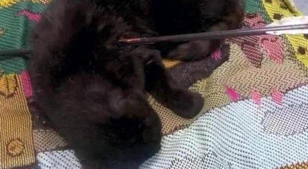 Gattina infilzata da una freccia: taglia di quattromila euro sul balestriere