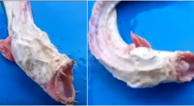 Mostruoso pesce alieno terrorizza il web: denti aguzzi e senza occhi