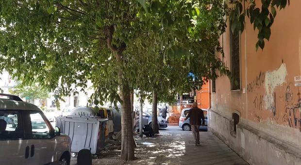 Napoli: niente manutenzione del verde, il quartiere San Lorenzo ridotto a giungla urbana