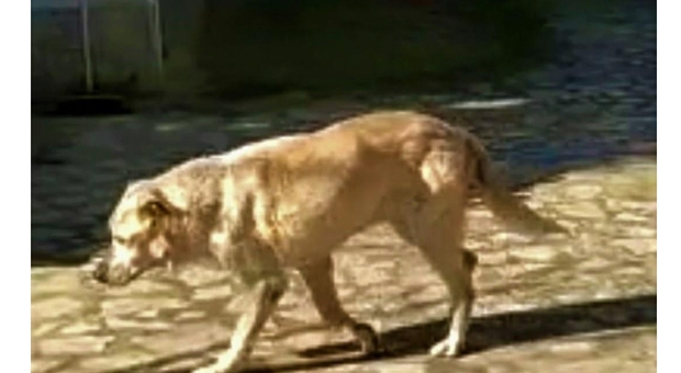 Annamaria, la cagnolona scomparsa da tre mesi a Taranto non è ancora tornata, la padrona «Aiutatemi a ritrovarla»