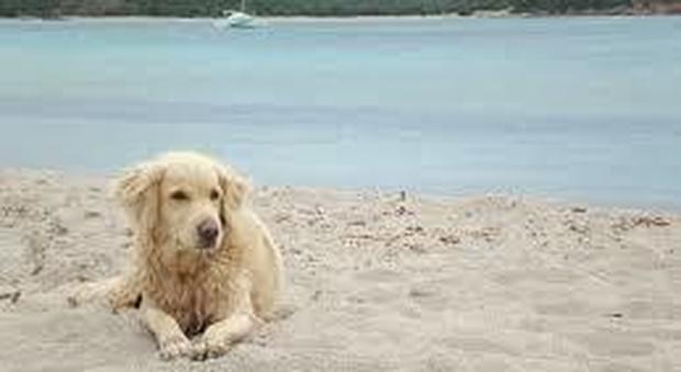 Rivoluzione in Litoranea: sì a cani e piccoli animali domestici in spiaggia