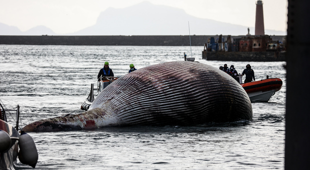 Balena di Sorrento, ipotesi choc: «Può averla uccisa un virus»