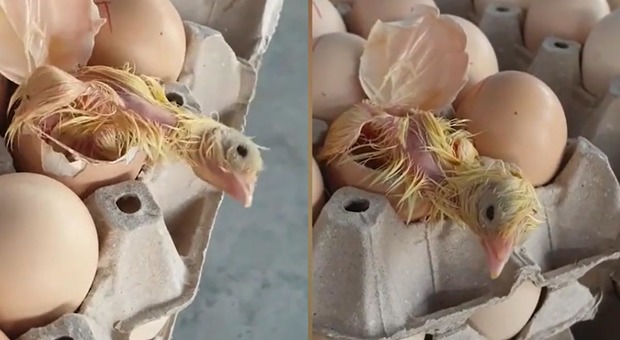 Il pulcino è uscito da un uovo in vendita in un supermercato in Thailandia