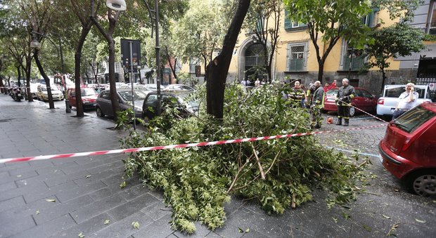Un albero si abbatte sull'auto: il conducente finisce in ospedale