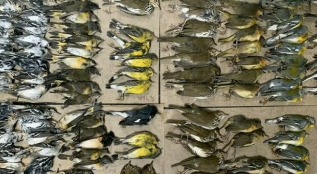 New York, centinaia di uccelli migratori sono morti schiantandosi contro i grattacieli. Ecco cosa è successo