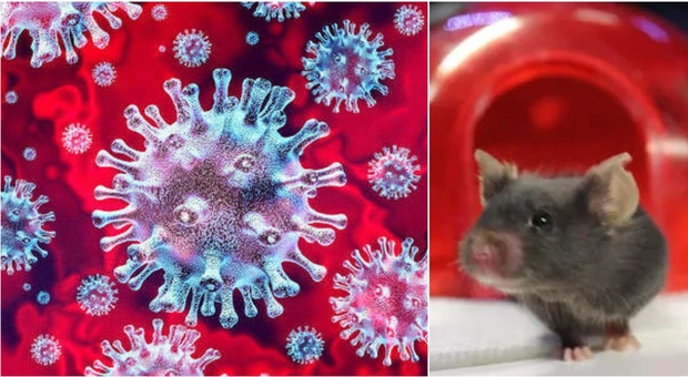 Arriva il vaccino universale: lo studio sui topi geneticamente modificati che vuole fermare tutte le varianti