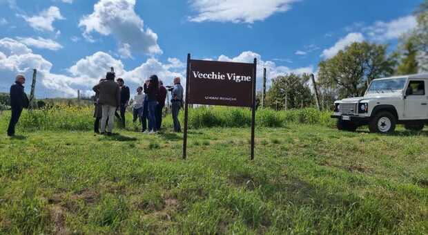 Da Villa Bianchi un viaggio esperienziale alla scoperta dei vigneti di Umani Ronchi, il presidente Bernetti: «Il vino è una leva per il turismo, qui siamo all'inizio e abbiamo margini di crescita»