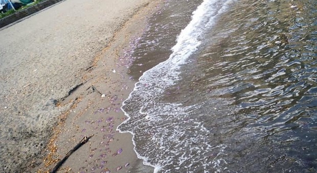 La Costiera come la California: migliaia di meduse morte in spiaggia