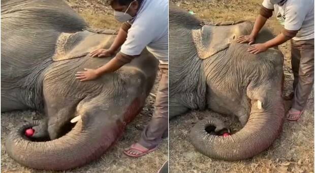 Emma, l'elefantessa (immagini e video pubbl da Wildlife SOS su Fb)
