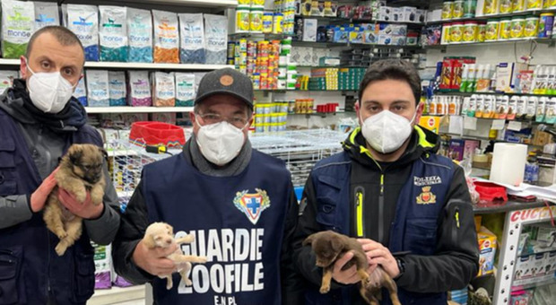 Napoli, 10 cagnolini chiusi in gabbia liberati nell'operazione dei vigili
