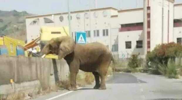 Elefante scappa dal circo e va a spasso per la città. Ecco dove FOTO