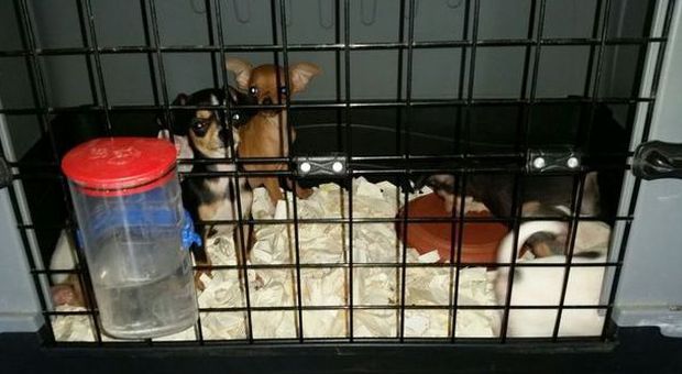 Scoperto un mercato clandestino di cani: salvati da gabbie lager 60 cuccioli