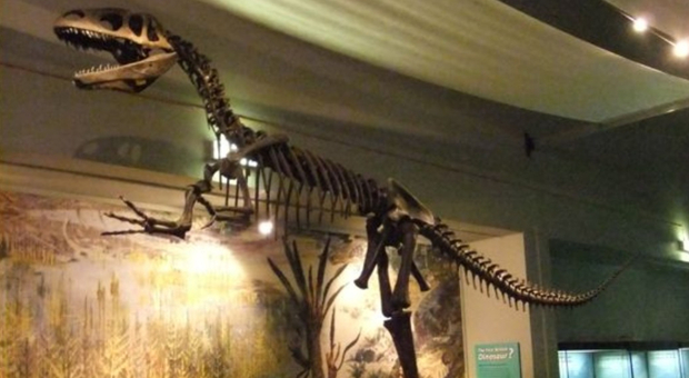 Raro dinosauro T-Rex venduto all'asta per quasi 6 milioni di euro. E' uno dei 32 esemplari al mondo
