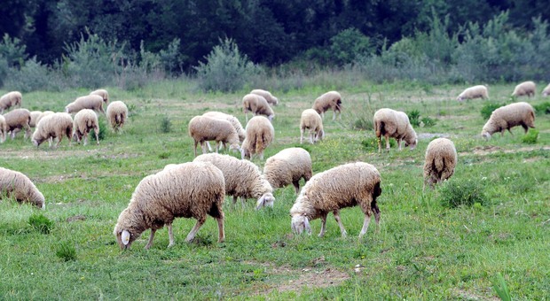 Roma, pecore per tosare l'erba dei parchi: l'idea della giunta Raggi