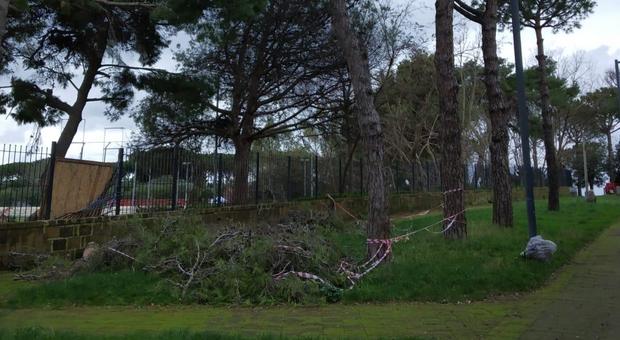 Napoli, spunta il parassita killer degli alberi: il parco Virgiliano resta chiuso un altro mese