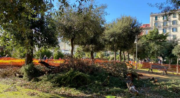 «Una foresta in piazza Mercadante: il flop del giardino dato in adozione»