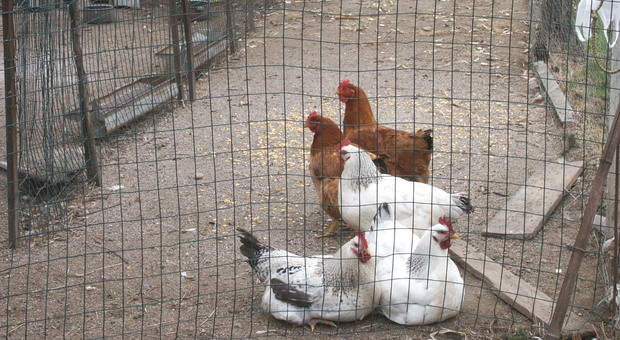Ladri nel pollaio, bottino di galline ornamentali senza “muovere una piuma”