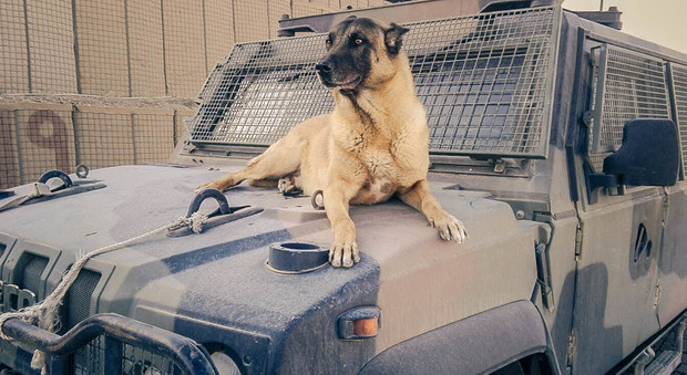 Addio a Jimmy, il cane anti - esplosivo del contingente italiano in Libano