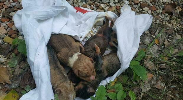 Vanno in cerca di tartufi e salvano quattro cuccioli di cane su sei: erano chiusi in un sacco dell'immondizia