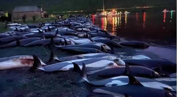 Isola Faroe, una mattanza senza precedenti: massacrati 1500 delfini