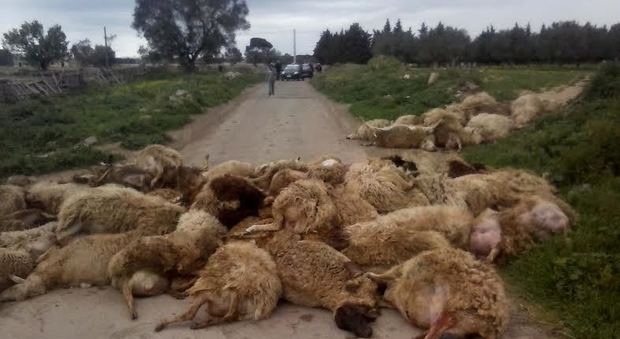 La strage delle pecore (foto Maurizio Buttazzo)