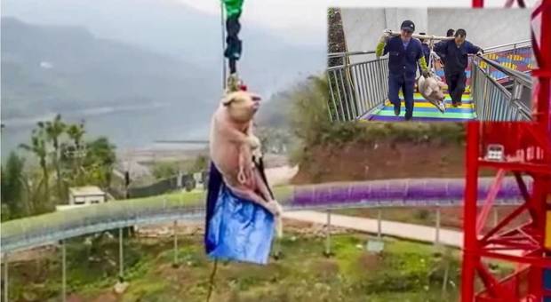 Il povero maiale costretto a fare bungee jumping. (immagini pubbl da The Paper su You Tube e da m.dw.com)