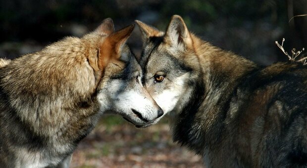 In Italia 3.300 lupi, non sono più specie a rischio Un migliaio vivono sulle Alpi (numeri raddoppiati)