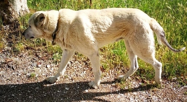 Nocciolino, cane terremotato percorre 60 chilometri in una settimana per tornare nella sua terra